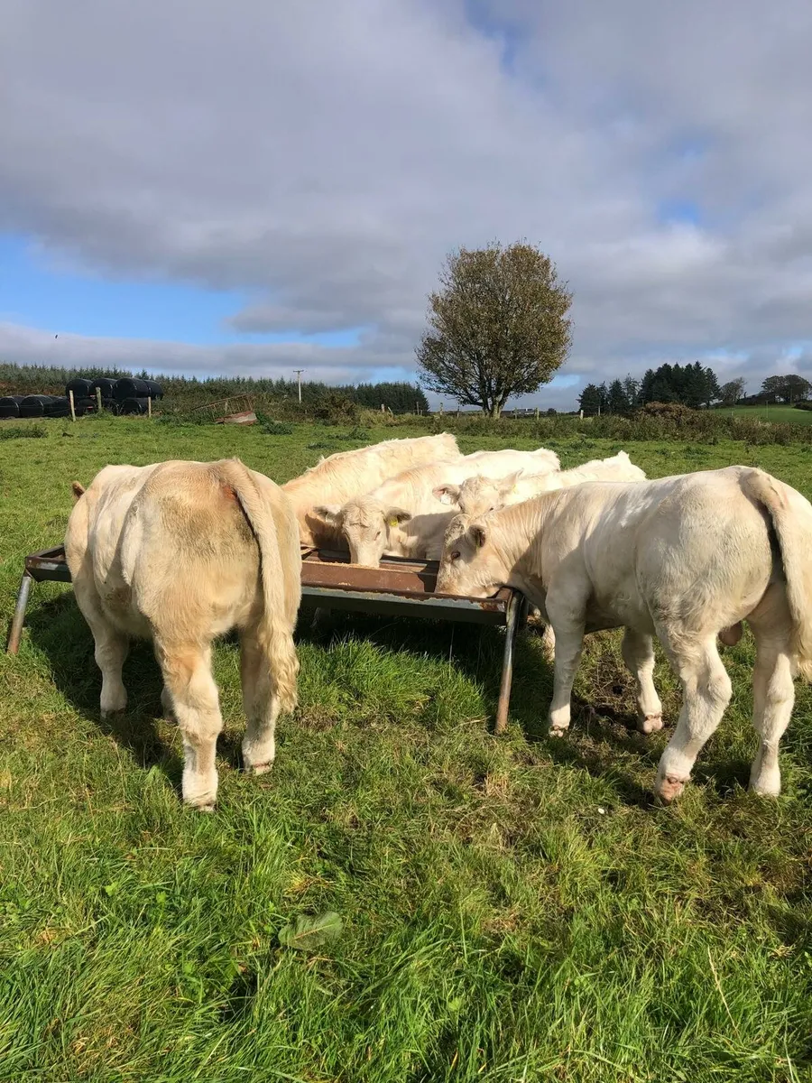 Continentsl weanlings - Image 1