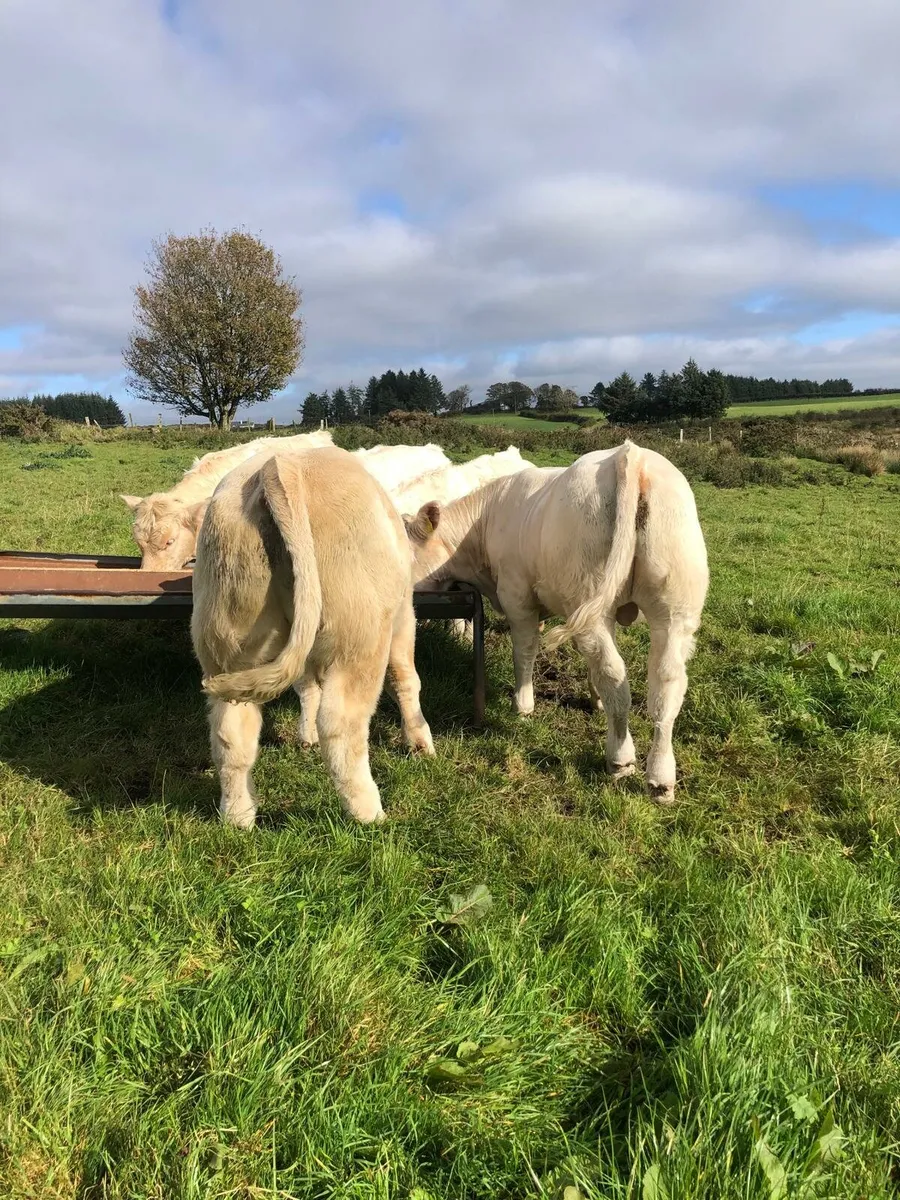 Continentsl weanlings - Image 2