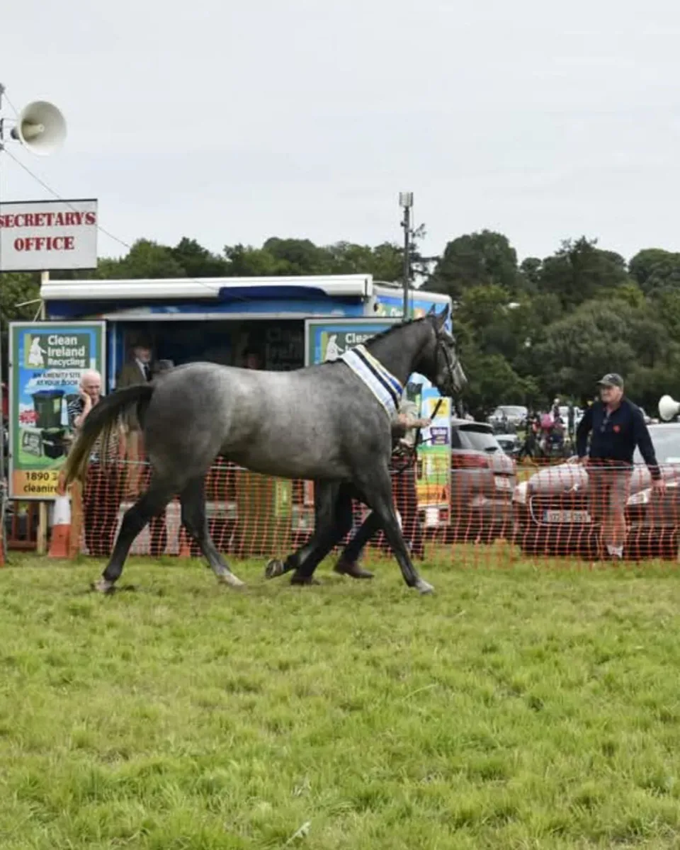 Colt foal for sale - Image 2