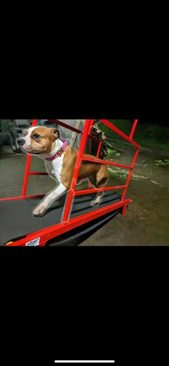 Dog treadmill - Image 1