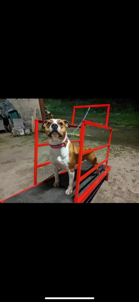 Dog treadmill - Image 2