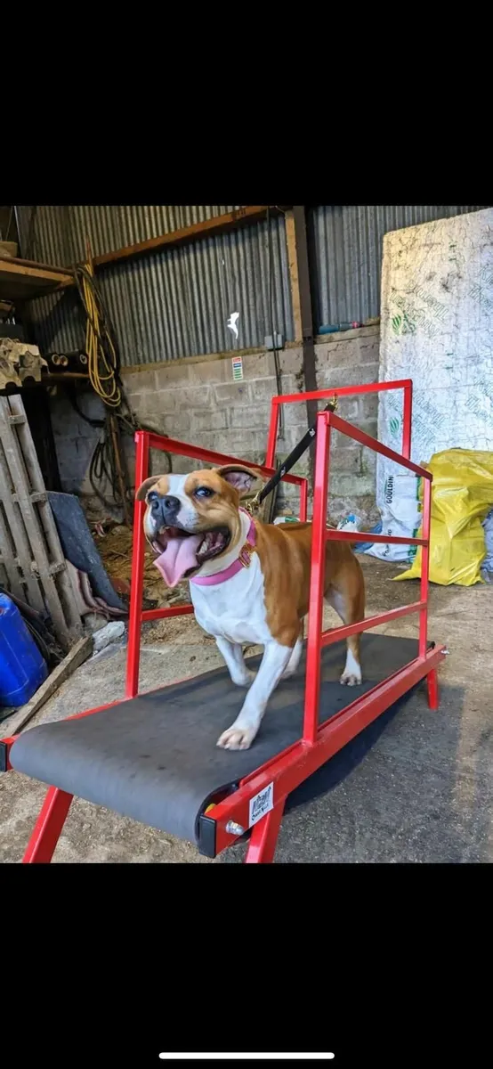 Dog treadmill - Image 3