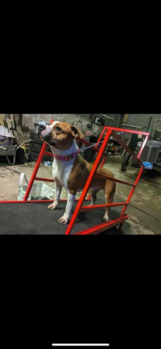 Dog treadmill - Image 4