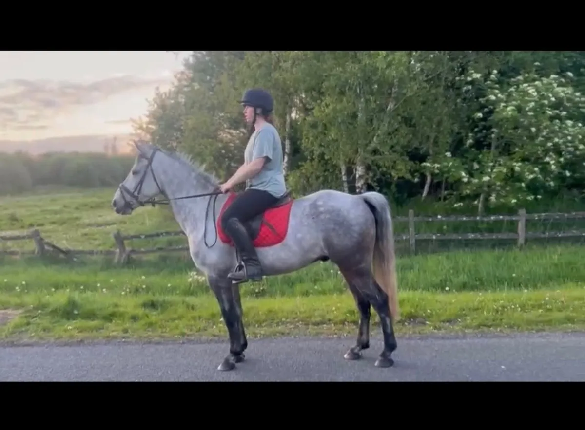 14’2/15hh Pony for sale - Image 1