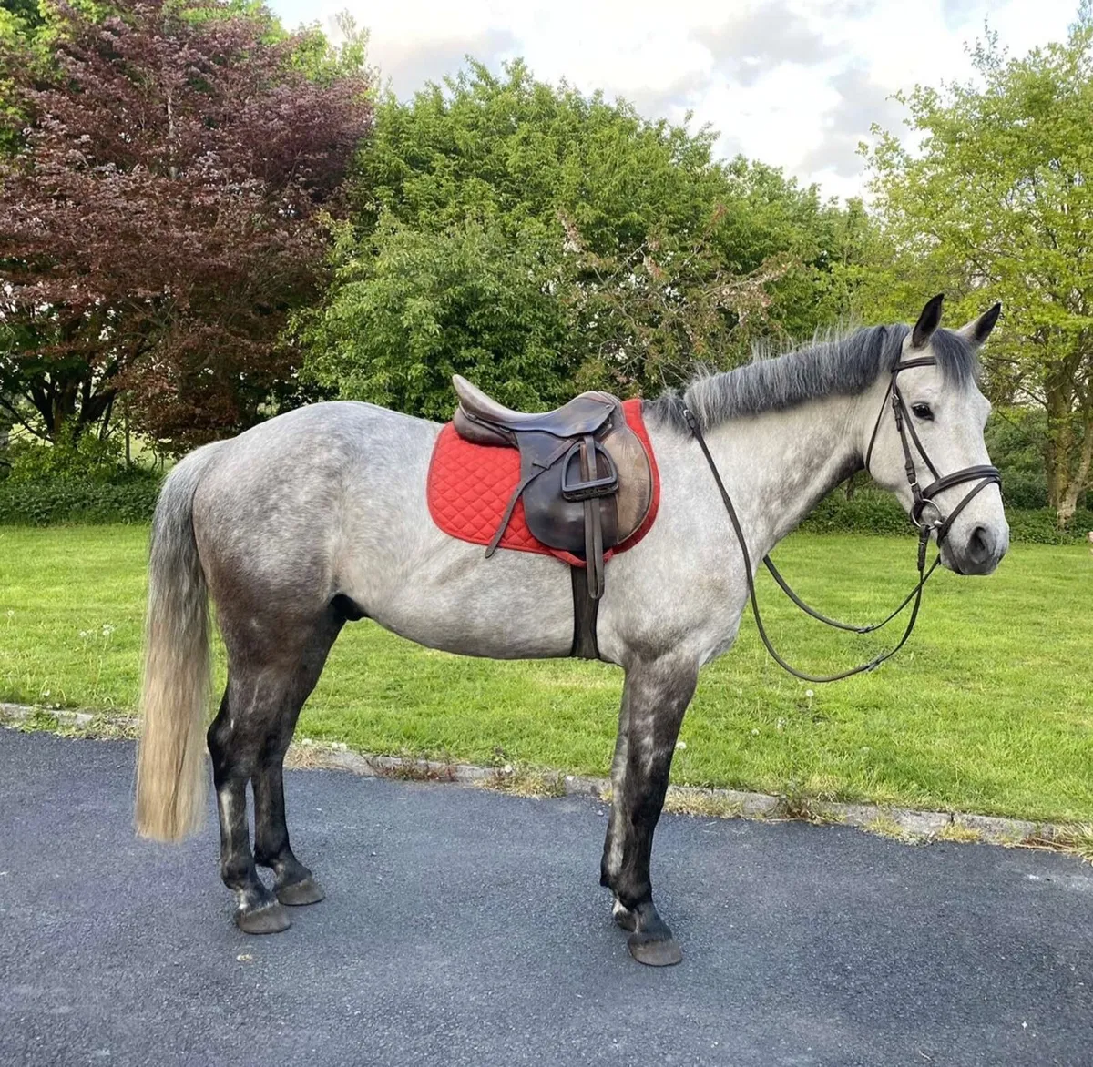 14’2/15hh Pony for sale - Image 3