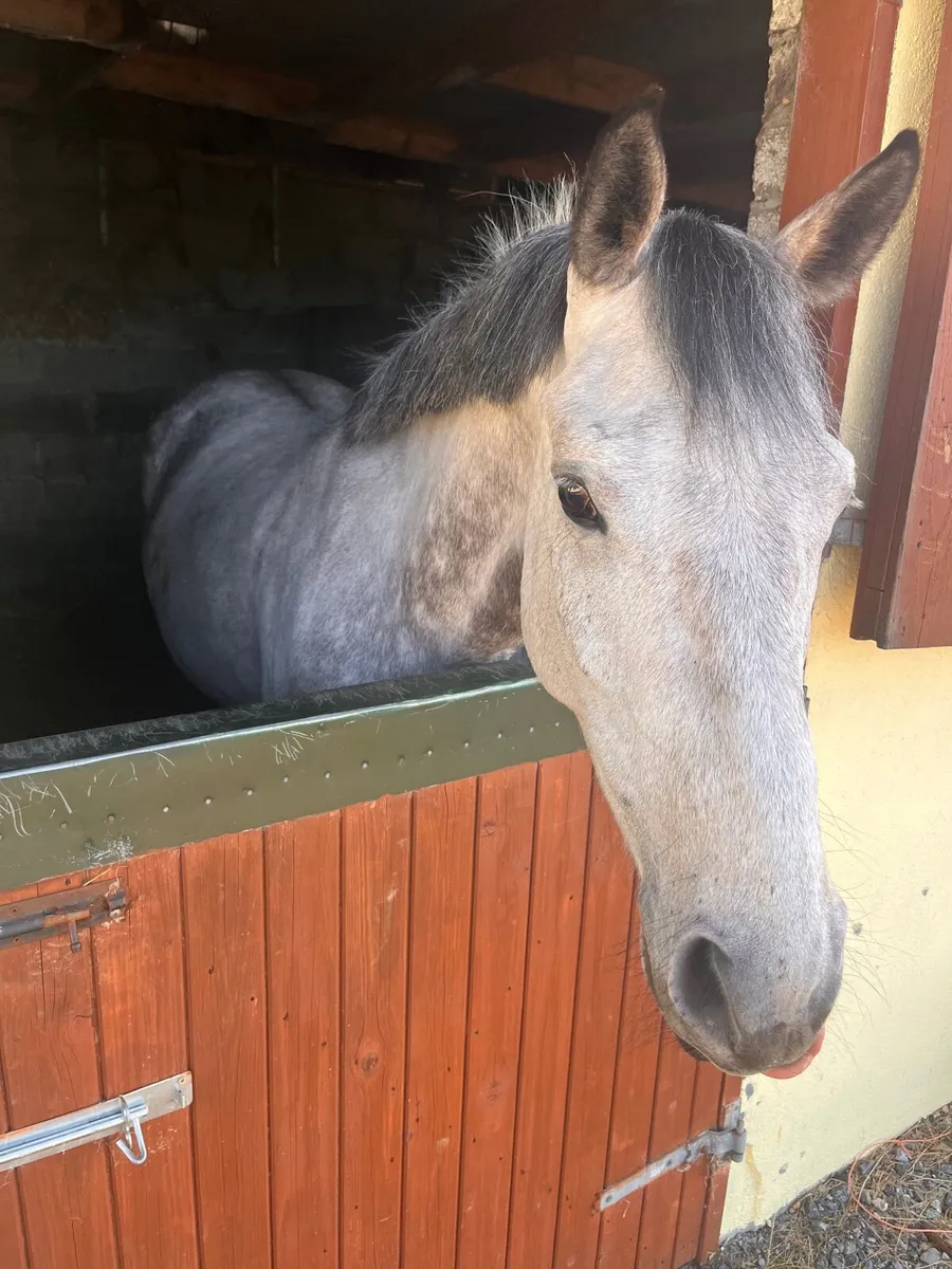 14’2/15hh Pony for sale - Image 4