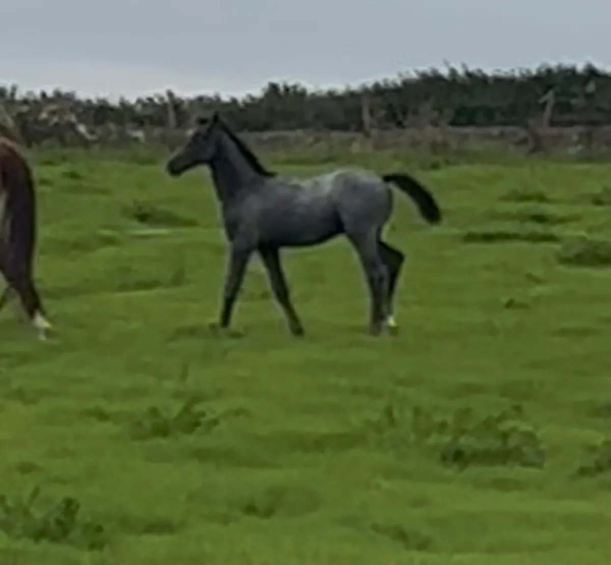 Colt foal for sale - Image 1