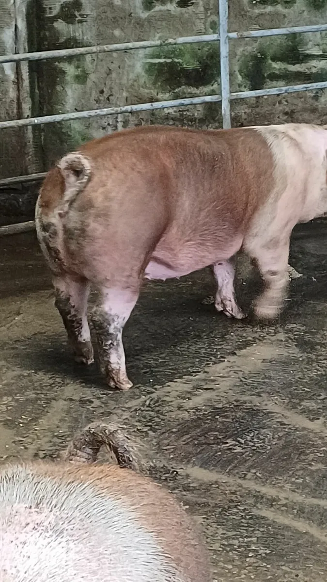 Butcher pigs ready to go - Image 1