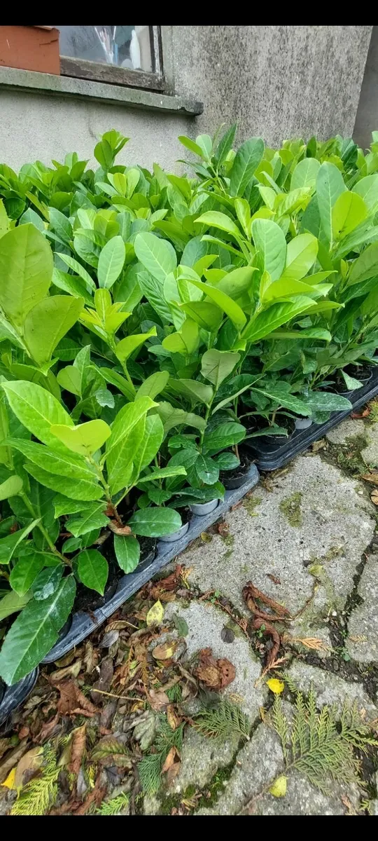 Laurel Hedging - Image 1