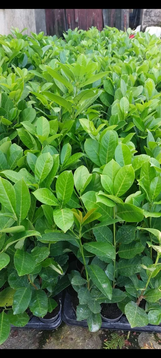Laurel Hedging - Image 2