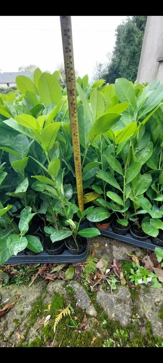 Laurel Hedging - Image 3