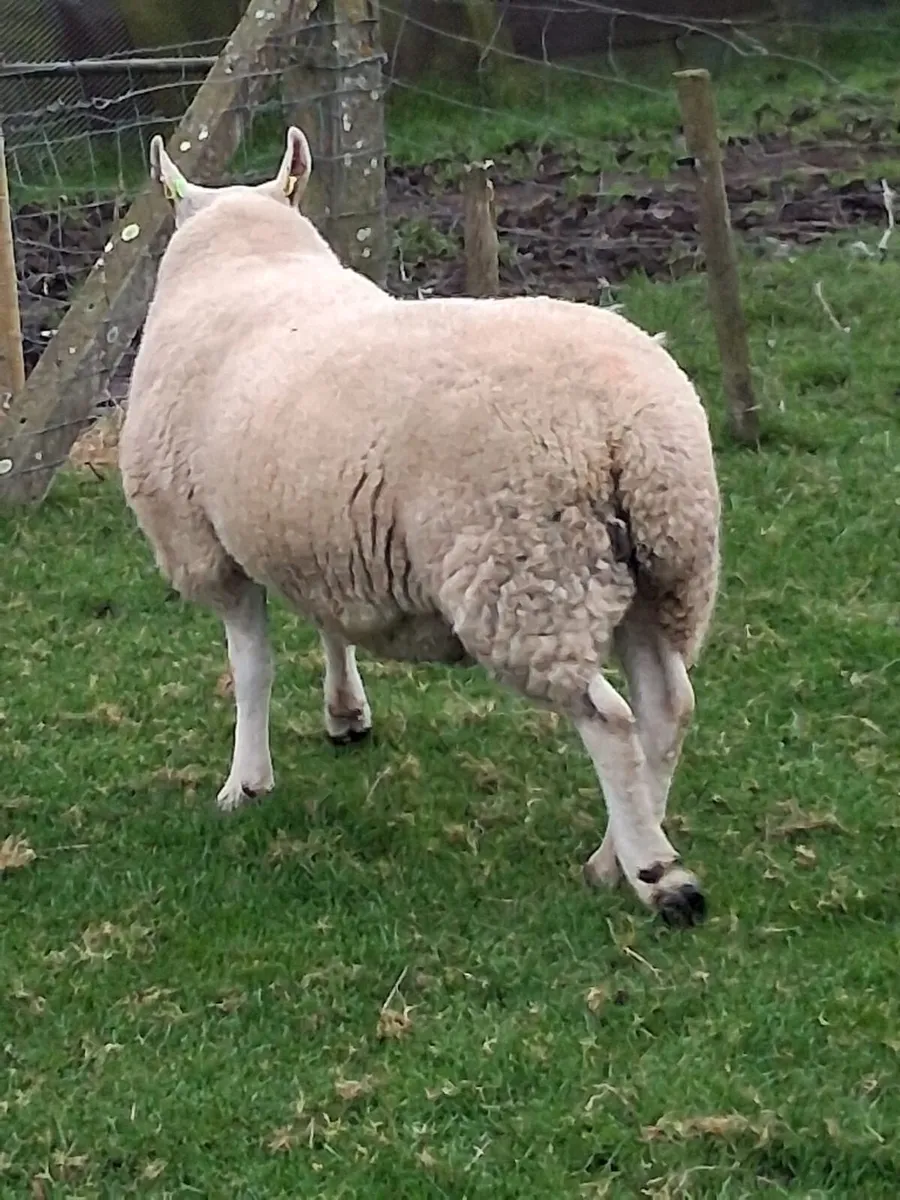 PBNR North Country Cheviot Ram - Image 1