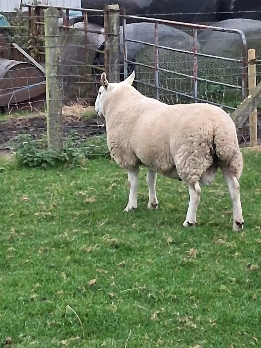 PBNR North Country Cheviot Ram - Image 2