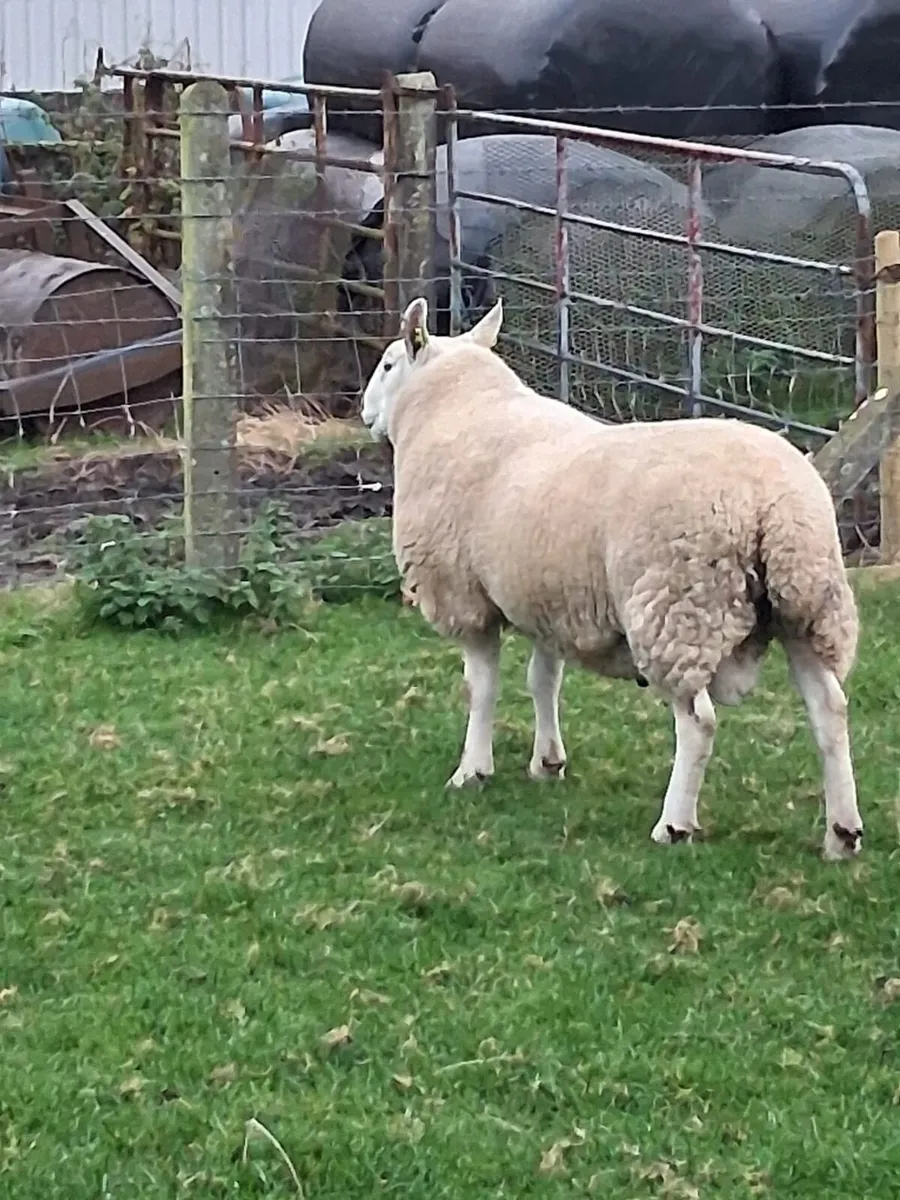 PBNR North Country Cheviot Ram - Image 3