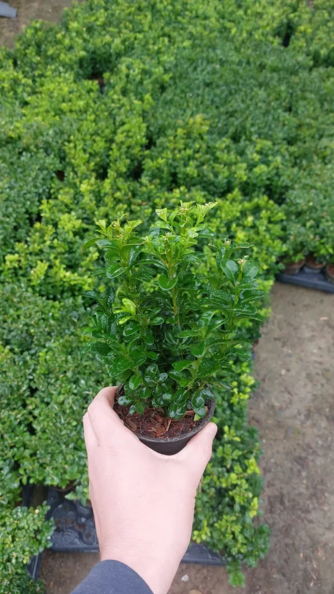 Box Hedging