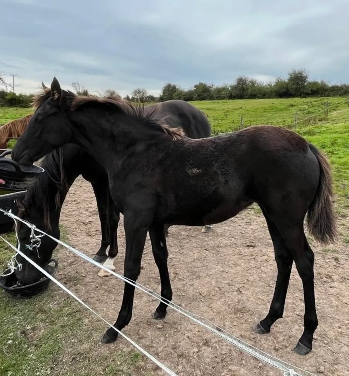 Bay Filly Foal - Image 1