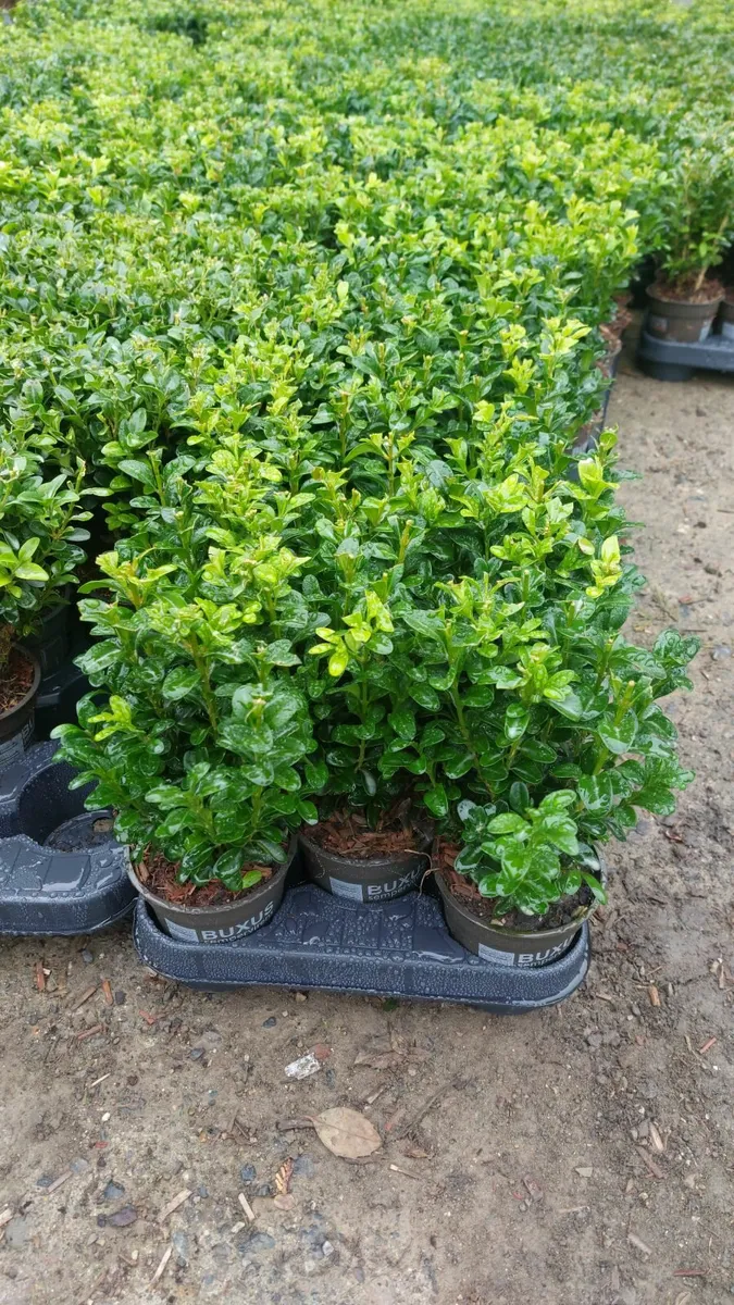 Box Hedging - Image 1