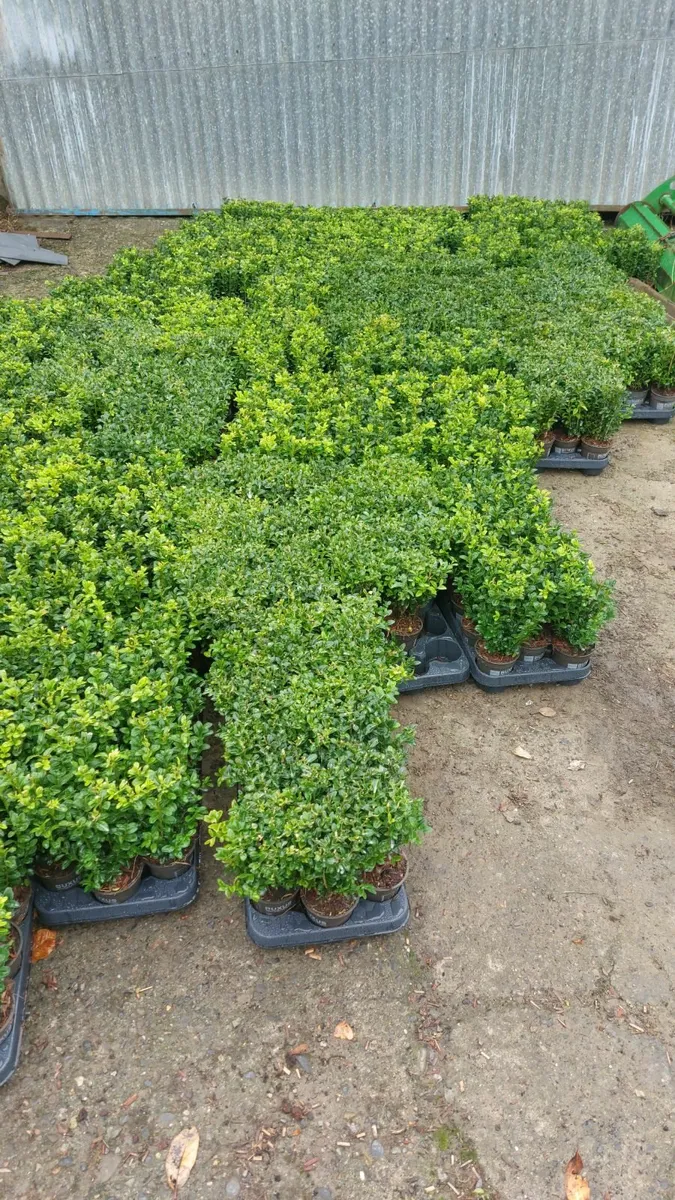 Box Hedging - Image 2