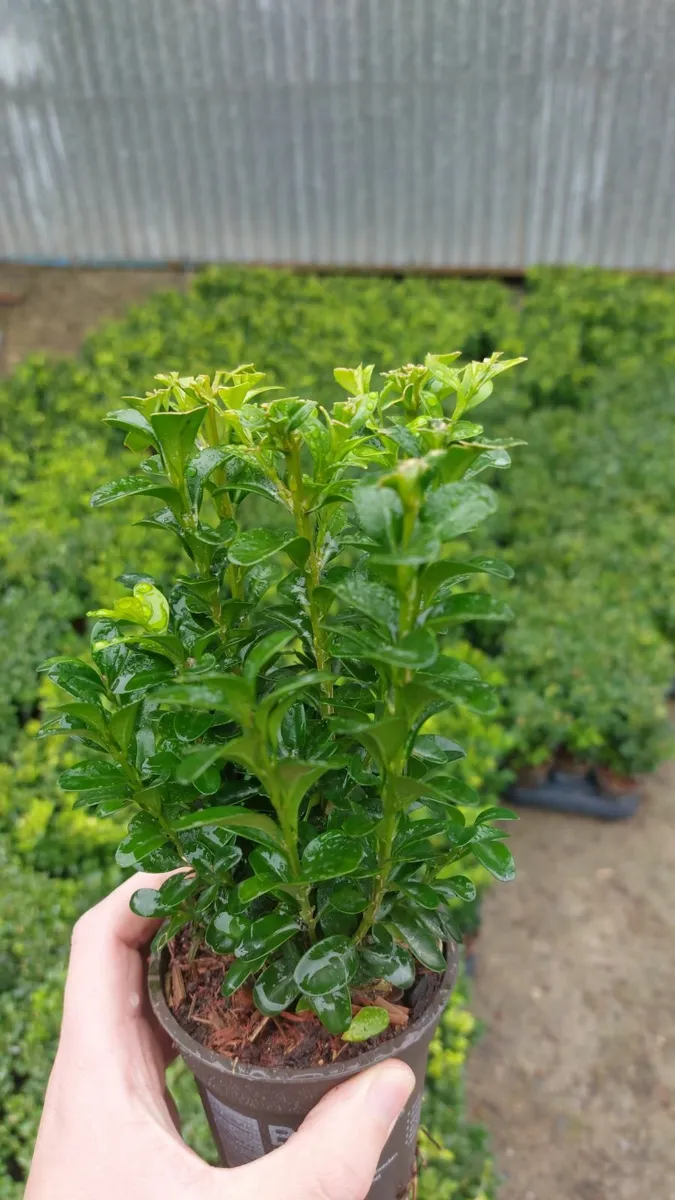Box Hedging - Image 3