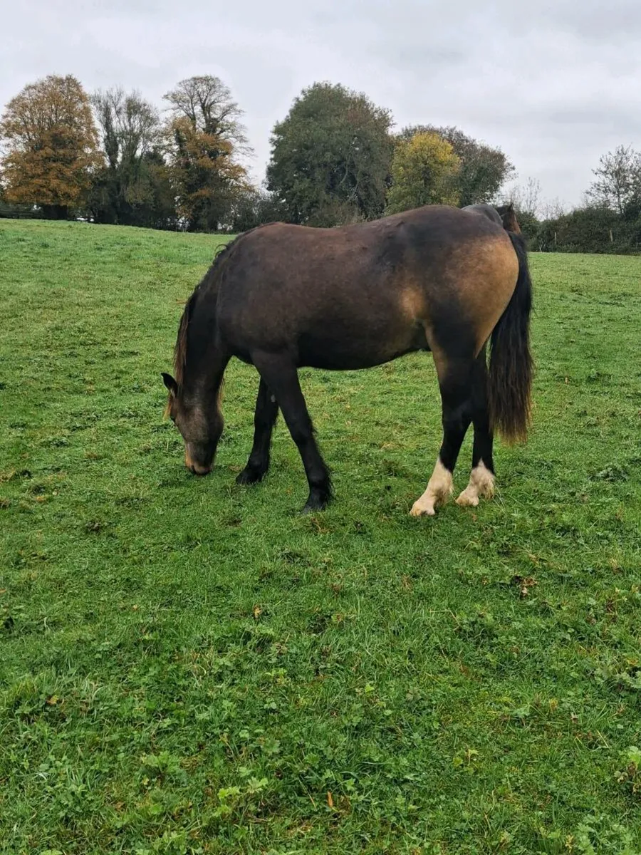 Gelding and Filly - Image 2