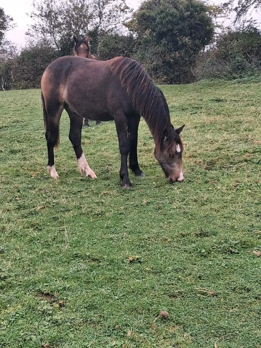 Gelding and Filly - Image 3