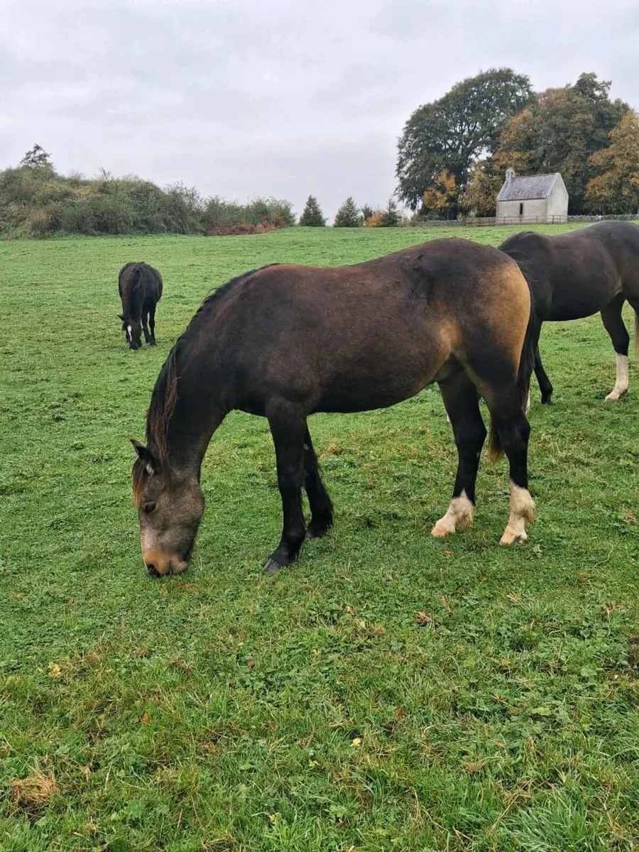 Gelding and Filly - Image 1