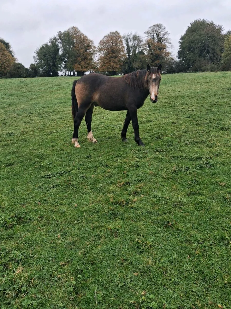 Gelding and Filly - Image 4