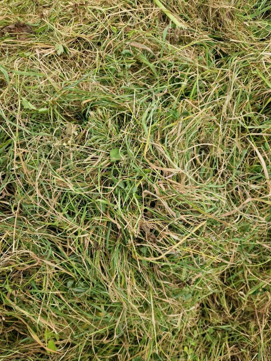 Bale silage - Image 2