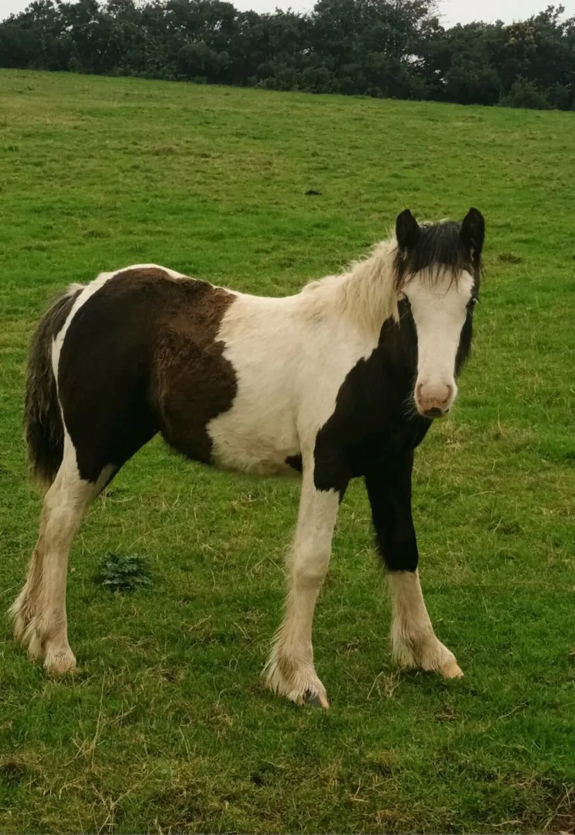 Show pony - Image 1