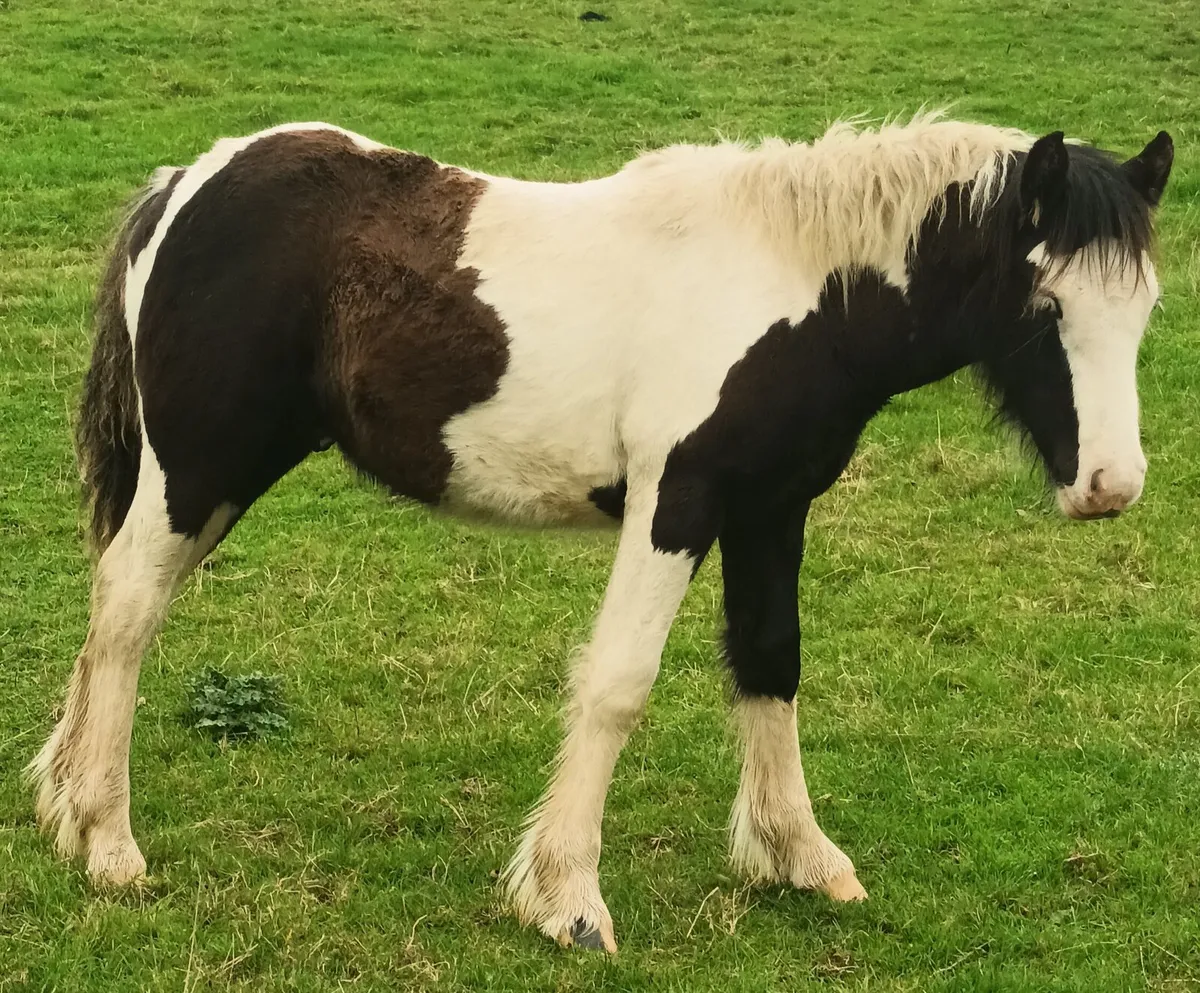 Show pony - Image 3