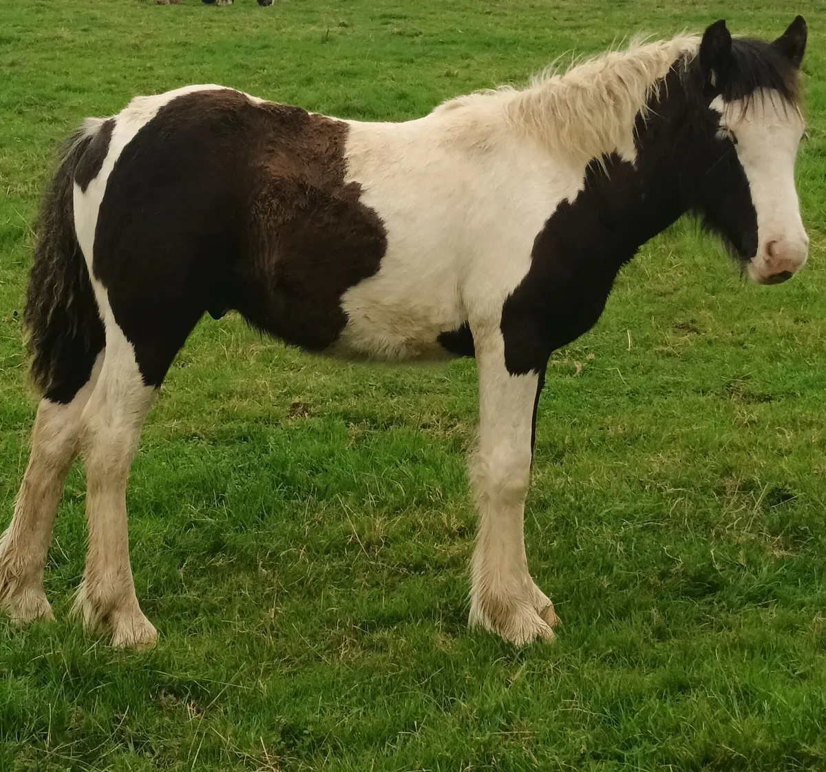 Show pony - Image 4