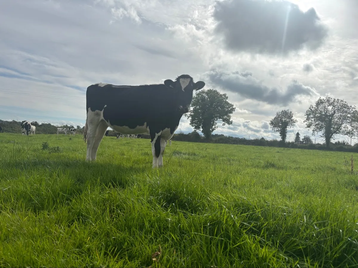 In calf heifers - Image 2