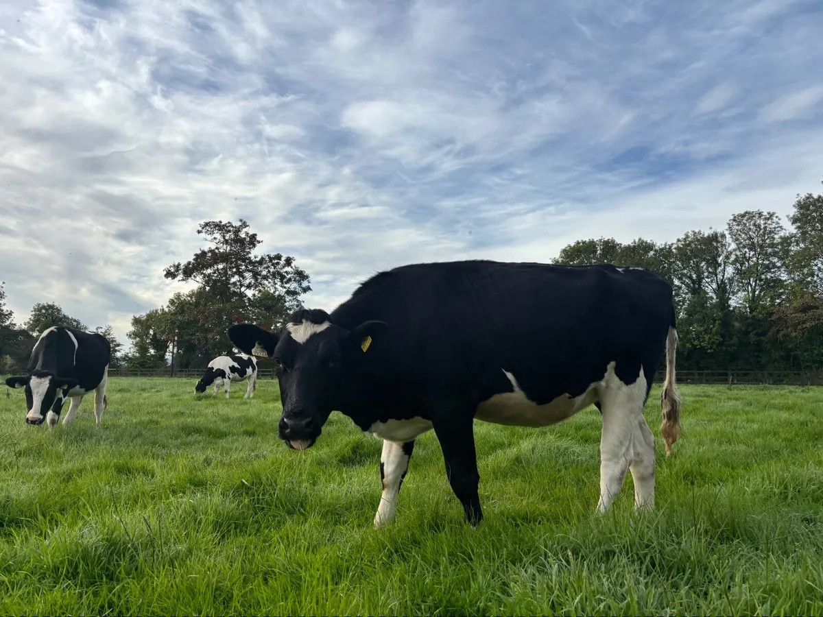 In calf heifers - Image 3