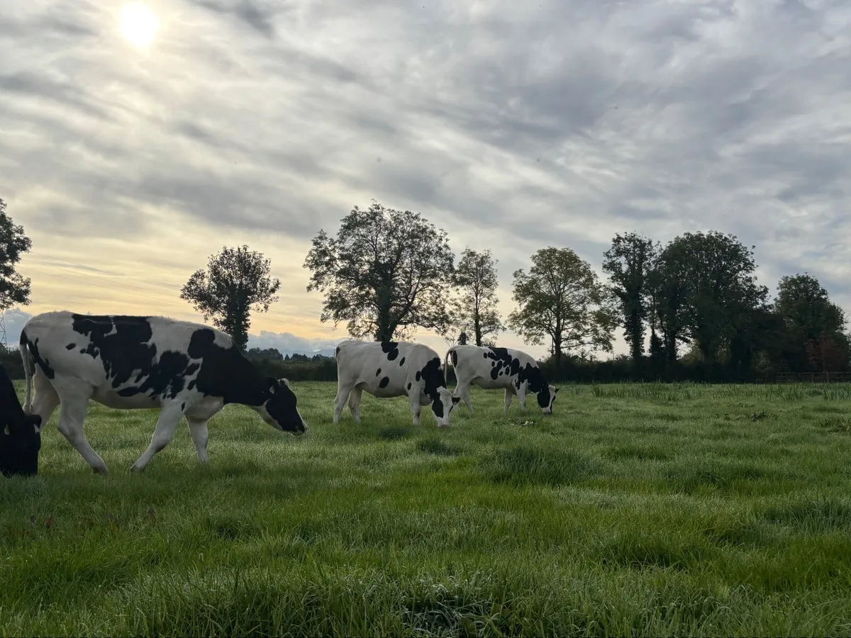 In calf heifers - Image 4