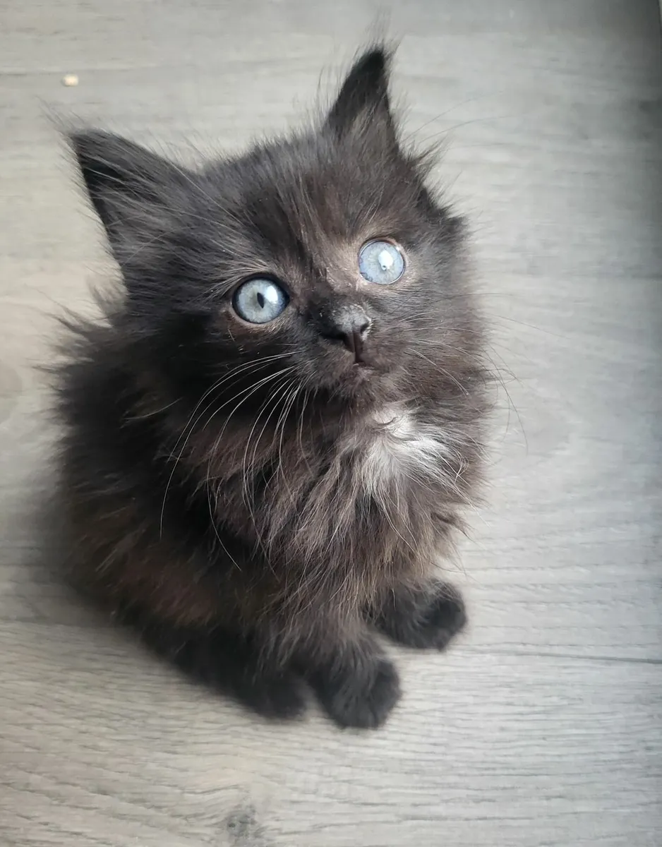 Sweet kittens😍 - Image 1