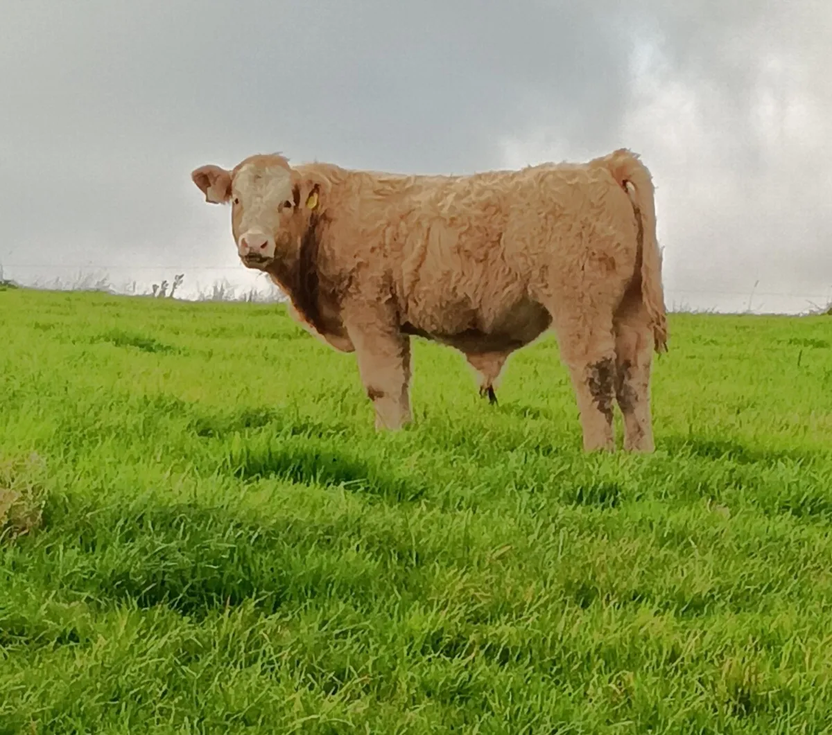 Organic Charolais Bulls Templemore Mart 18th Oct - Image 2