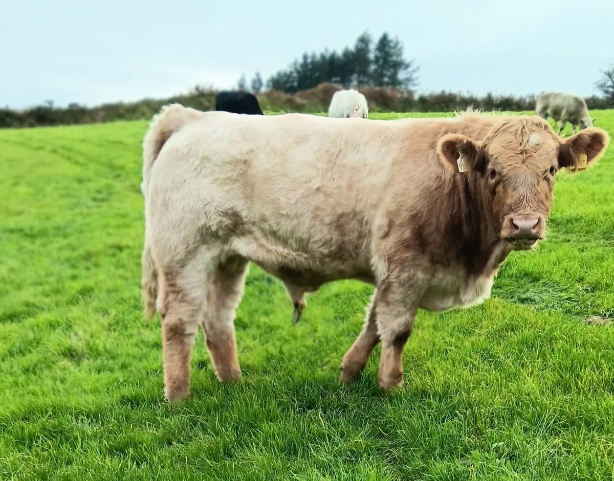 Organic Charolais Bulls Templemore Mart 18th Oct - Image 3