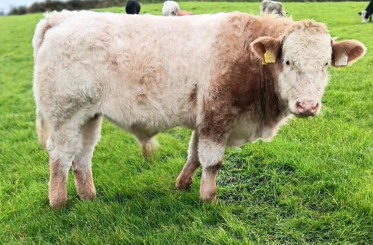 Organic Charolais Bulls Templemore Mart 18th Oct - Image 4