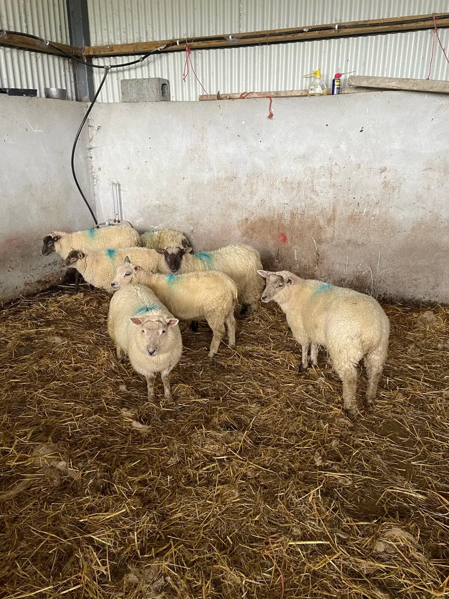 Ewe lambs