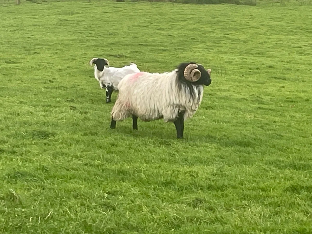 Hogget rams - Image 1
