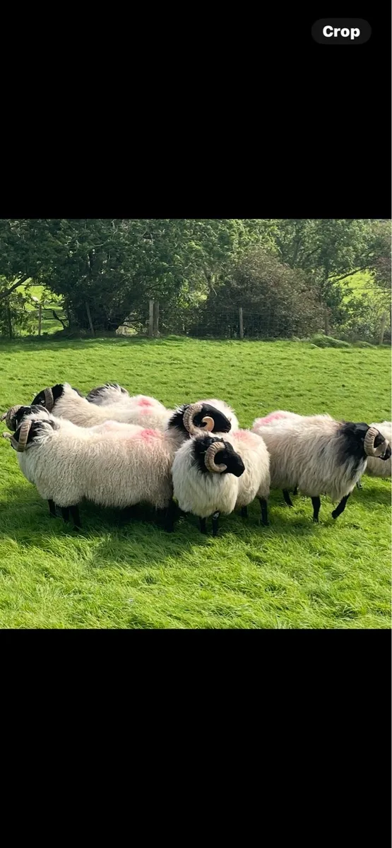 Hogget rams - Image 2