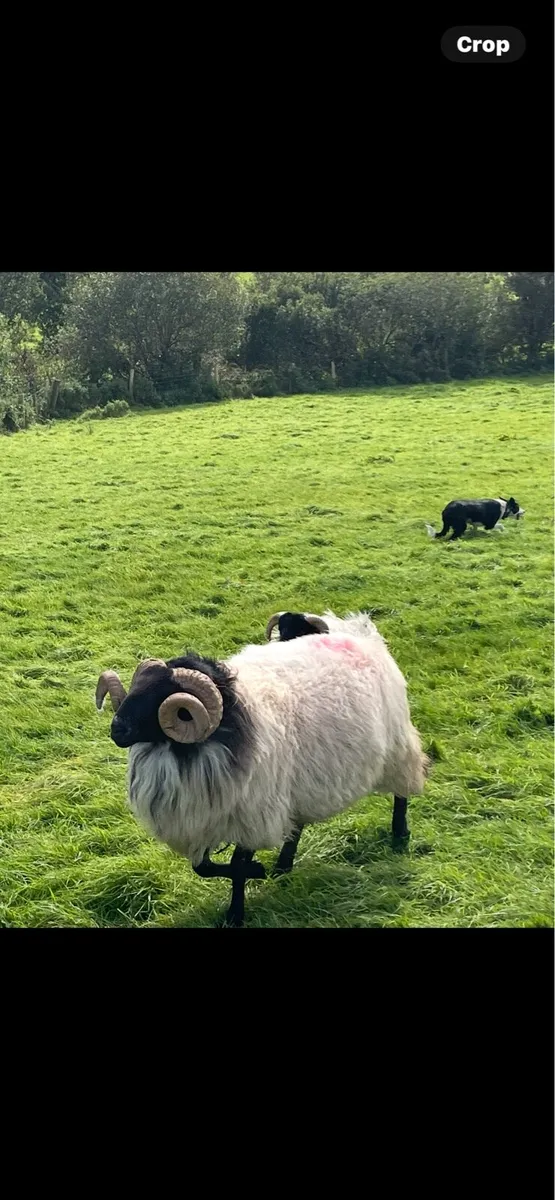 Hogget rams - Image 3