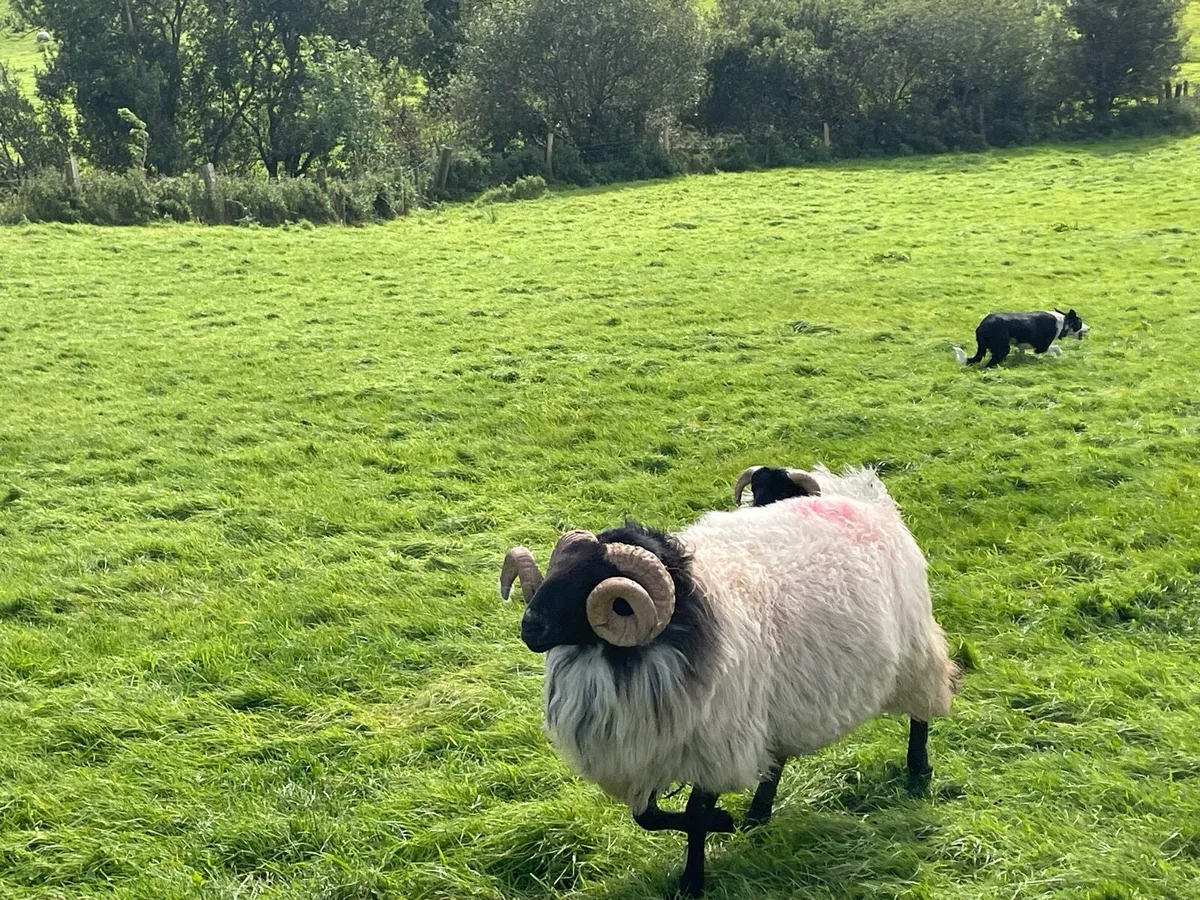 Hogget rams - Image 4