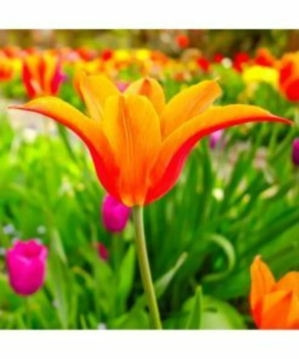 Spring Bulbs - Image 1