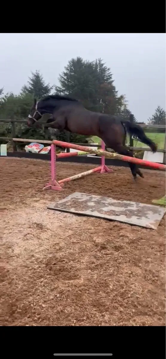 Two year old gelding - Image 1