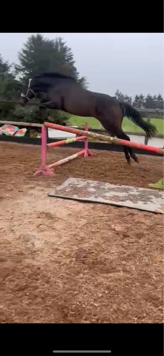 Two year old gelding - Image 2