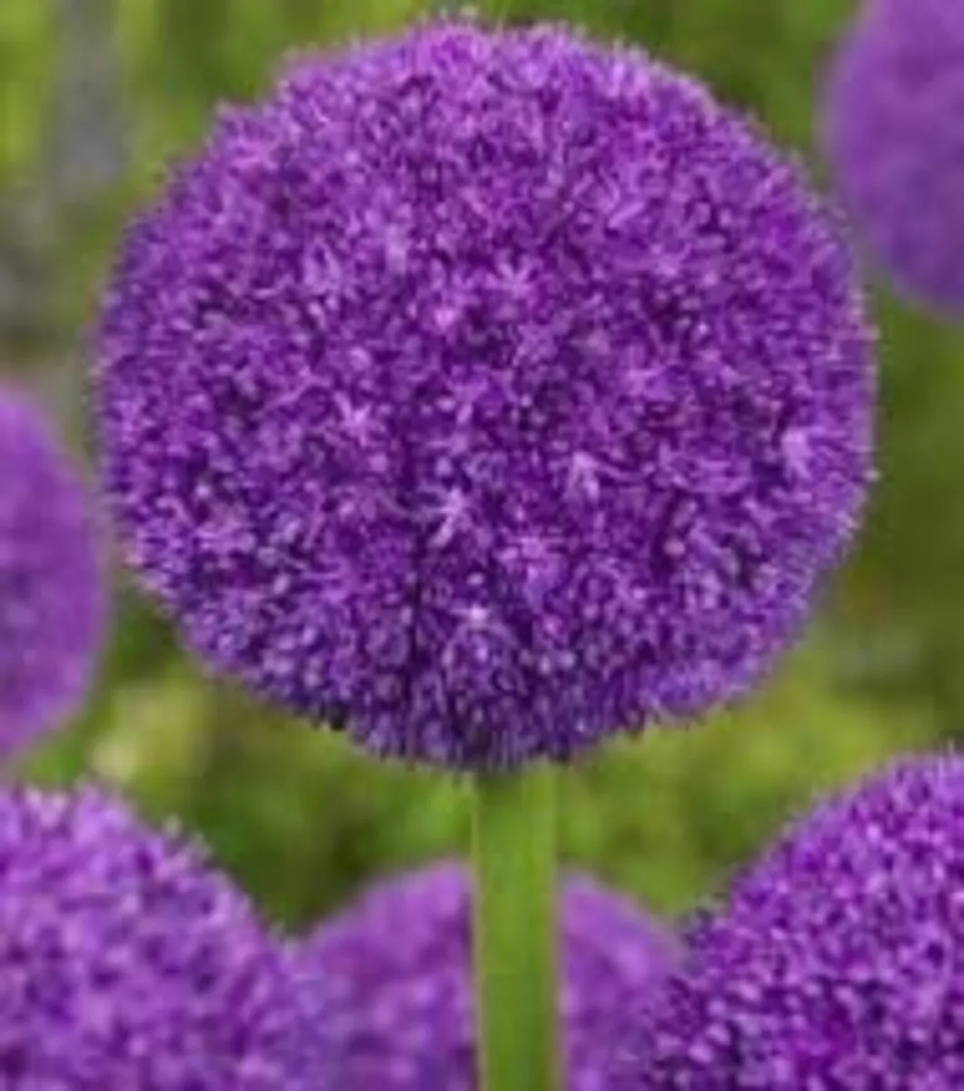 Spring Bulbs - Image 2