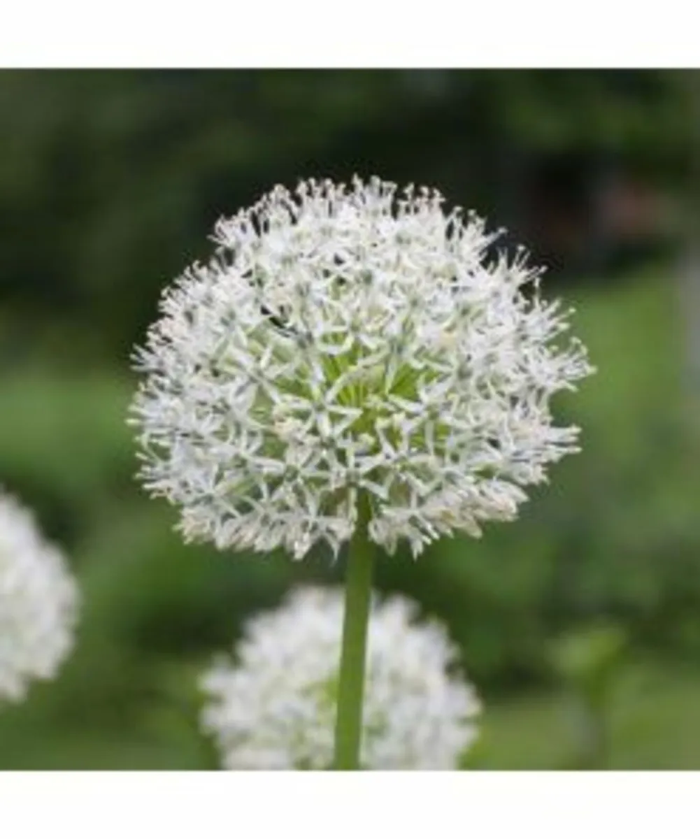 Spring Bulbs - Image 3