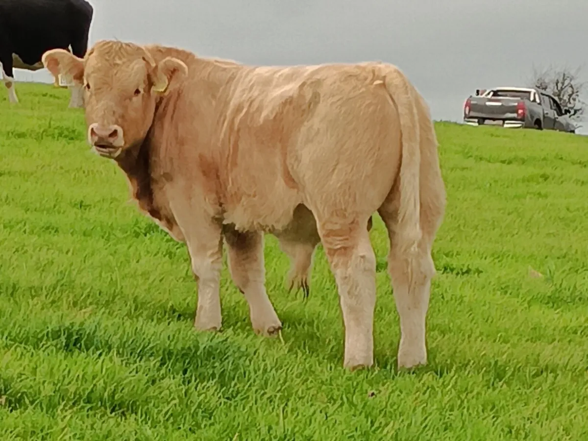 Organic Charolais Bulls Templemore Mart 18th Oct - Image 1
