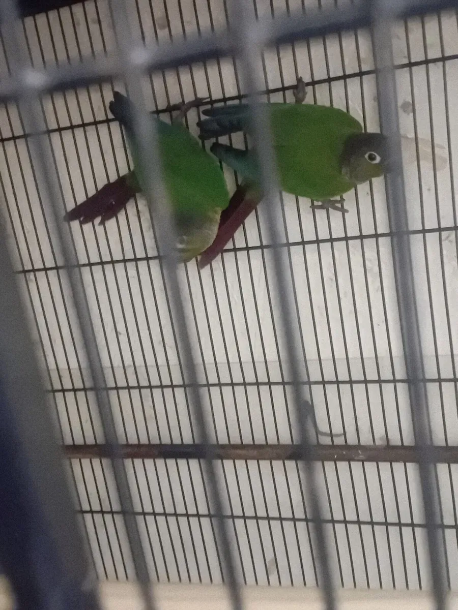 Conures - Image 1